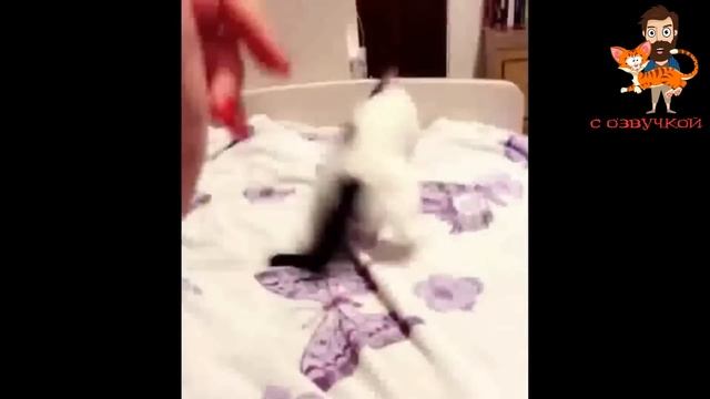 Приколы с котами С ОЗВУЧКОЙ! СМЕШНЫЕ КОТЫ! САМЫЕ СМЕШНЫЕ ЖИВОТНЫЕ! ДО СЛЁЗ! смотреть онлайн