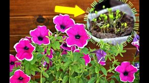 10 СЕКРЕТОВ ПОСАДКИ ПЕТУНИИ НА РАССАДУ! Когда сажать петунию на рассаду?