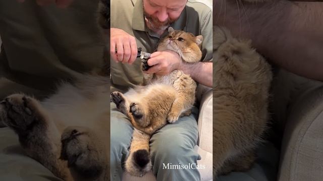 СТРИЖКА КОГТЕЙ БРИТАНСКОМУ ЗОЛОТОМУ КОТУ MimisolCats