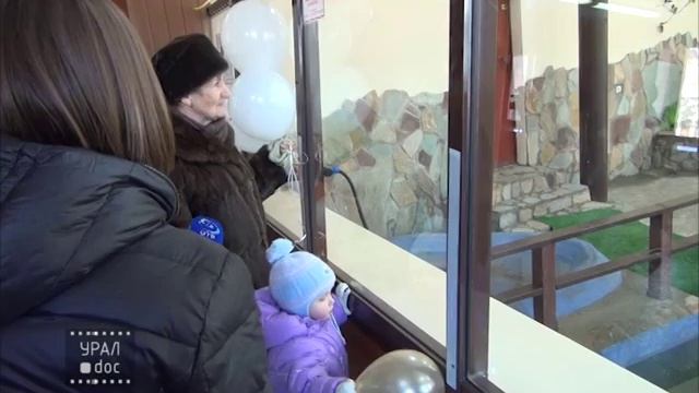 Карликовый бегемот в зоопарке. Екатеринбург. Проект УРАЛ.doc смотреть онлайн