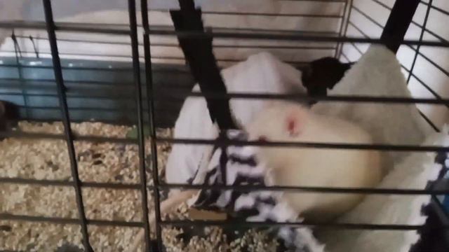 VLOG. влог с крысами🐀✨ смотреть онлайн