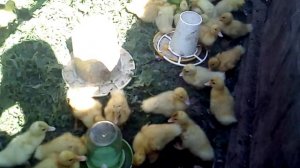 Будущие родители мулардов