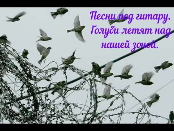 Умоляю бога тише голуби. Голуби летят над нашей. Голуби летят над нашей зоной седой. Голуби летят над нашей зоной с котом.