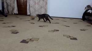 Купил декоративного кролика - А наш кот хочет ее съесть