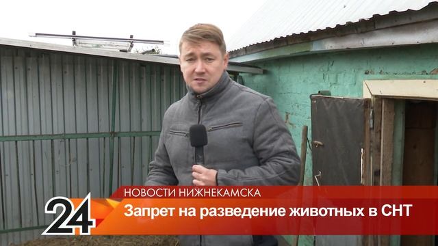 Нижнекамцам рассказали при каких условиях можно держать кур и другой домашний скот на даче смотреть онлайн