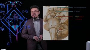 Ядра ромбовидной ямки