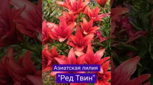 Топ-10лучших лилий для Подмосковья!!!