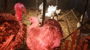 100% СПОСОБ. ЛЕЧИМ СИНУСИТ У ИНДЮКОВ.