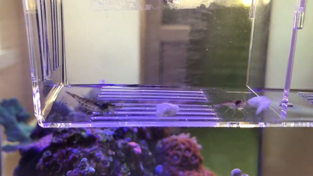 Раскорм каракатиц смотреть онлайн