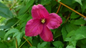 CALIFORNIA - SONOMA HORTICULTURAL NURSERY - BEAUTIFUL GARDENS - ERNESTO CORTAZAR - AMAZED BY BEAUTY