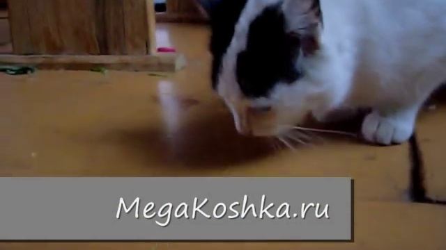 кошка ест огурцы смотреть онлайн