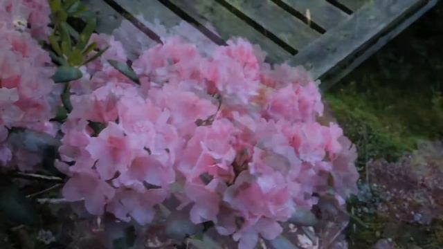 159. Kyllikki's beautiful flower смотреть онлайн