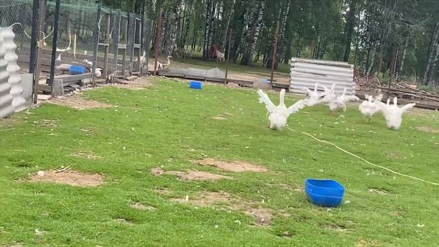 Любимые Ленточные гуси или жизнь гусей в Овчинино смотреть онлайн