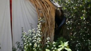 making your own trellis Using Arundo-Donax, grass in california to make things for the garden.