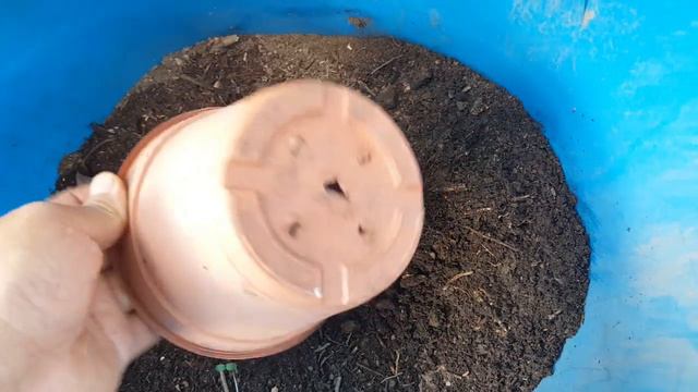 Cómo sembrar semillas de Geranio / Pelargonium / Novio смотреть онлайн