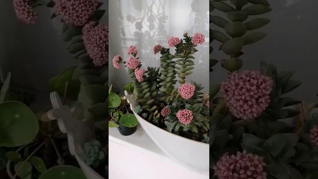 CRASSULA SİPRİNGTİME #kesfet #keşfet #keşfetteyim #sukulent #sukulent #balkonbitkileri #kaktüs