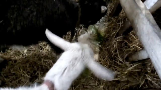 Корм для коз,  содержание и разведение коз