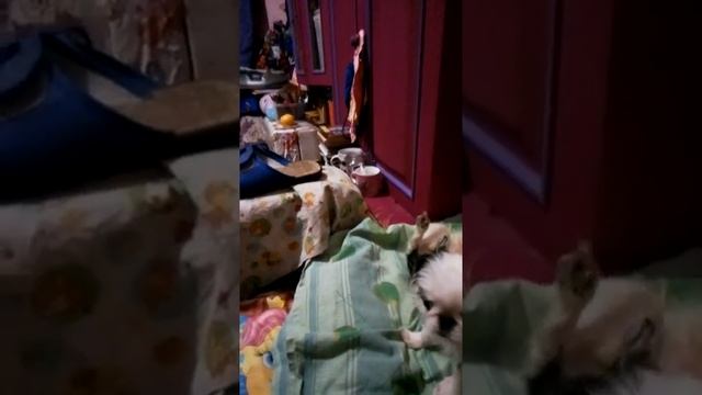 щенок запрокидывает голову вверх смотреть онлайн