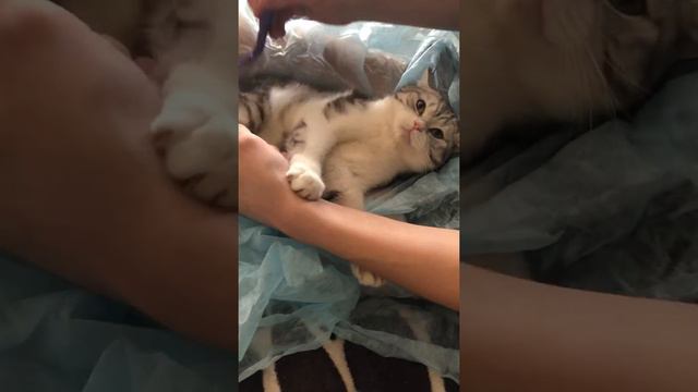 История о том как мы чесали кошке шерсть смотреть онлайн