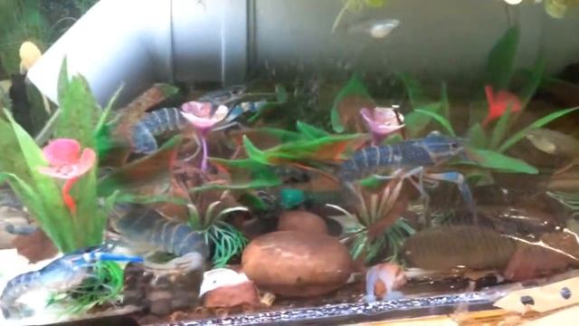 Австралийские красноклешневые раки АККР получают остатки минтая смотреть онлайн