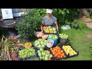 Как я выращиваю 2 урожая томатов за один сезон? Попробуйте этот способ, вы его полюбите.