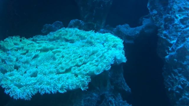 Green Open Pagoda Coral Red Sea Max 250 смотреть онлайн