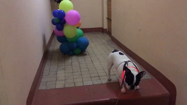 Французский бульдог Жозефина и воздушные шарики / French bulldog Josephine and balloons смотреть онлайн