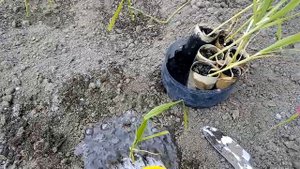 Высаживаем рассаду кукурузы в открытый грунт, добавляем удобрение при посадке