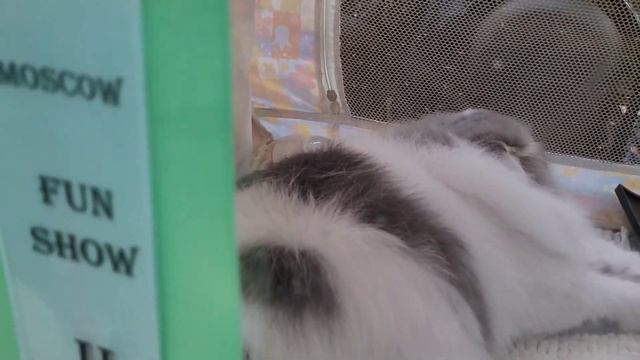 ВЫСТАВКА КОШЕК,ДЕТСКИЙ ПРАЗДНИК,КИТАЙСКИЙ НОВЫЙ ГОД В ТЦ "ХАНОЙ-МОСКВА" смотреть онлайн