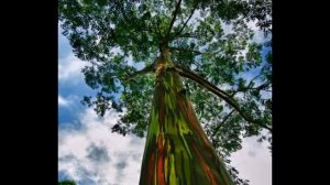 Эвкалипт. Радужный эвкалипт (Eucalyptus deglupta), Филлипины