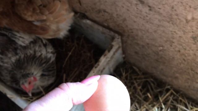 Как куры несут яйца