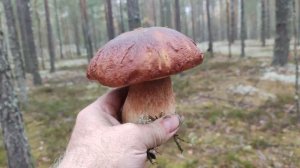 Заказ на белый гриб..mp4