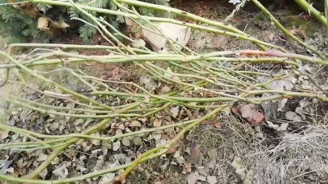 Как перезимовали РОЗЫ? Санитарная обрезка смотреть онлайн