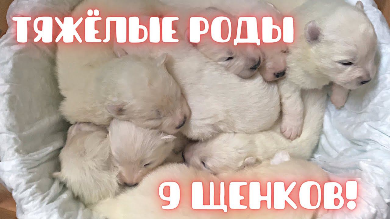 Тяжёлые роды собаки: кесарево, 9 щенков, восстановление