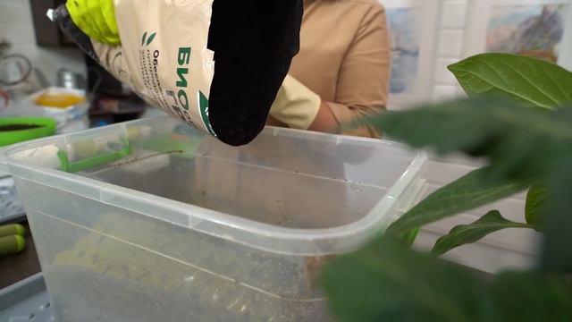 Самые новые сорта плодово-ягодных культур для вашего сада