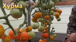 Проверенные сорта томатов: обзор самых лучших