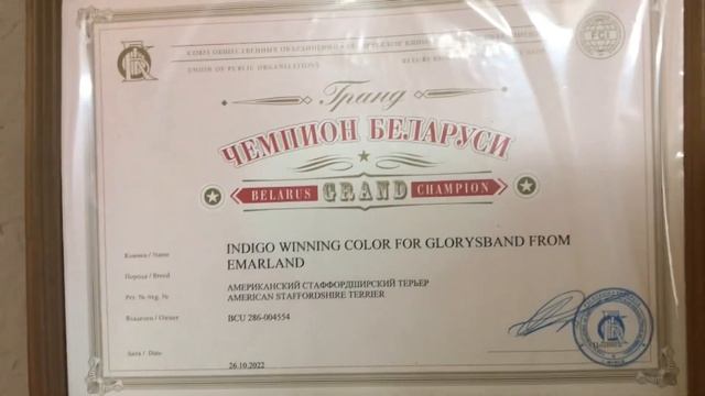 Документы питомника амстаффов Глорисбэнд. Чемпионства. Тесты по здоровью и психике.