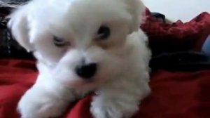 Щенок мальтийской болонки лает