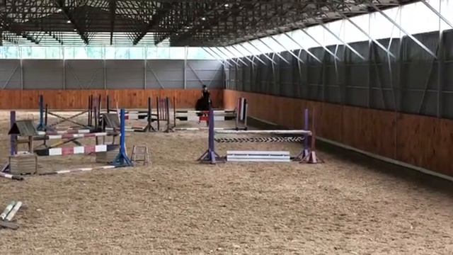 Спарта 08 продажа лошади esuhorses.com