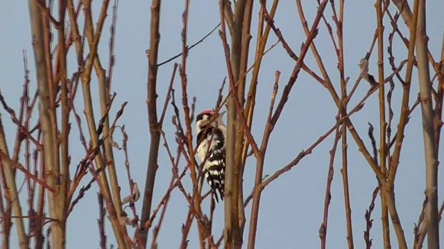 Звуки природы 6. Зима. Зимний лес смотреть онлайн