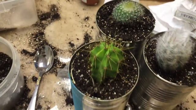 Детский мастер-класс «Садик из кактусов» смотреть онлайн