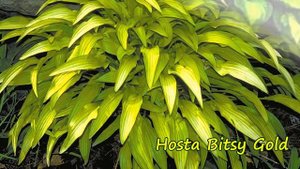 Хоста в саду. Обзор сортов  хост  с ланцетными листьями.