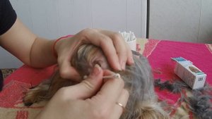 СТРИЖКА ЙОРКА ДОМА. Испорченное ухо. Катастрофа! Как стричь йоркширского терьера.