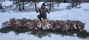 УБРАЛИ ВСЮ СТАЮ! Охота на Волка с флажками. wolf hunting.