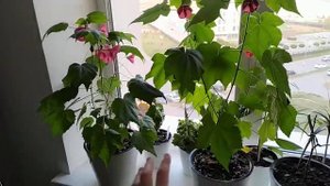 Цветение АБУТИЛОНА ОРГАНЗА в октябре! Что может быть лучше