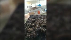 Сублимационные сушильные шкафы Сублимация морских водорослей