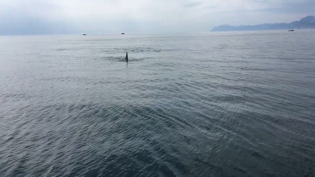 Камчатка. Авачинский залив 3 Касатки смотреть онлайн