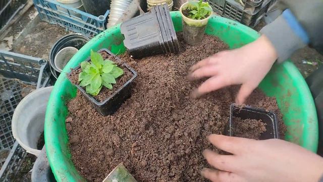 черенки петунии укоренились смотреть онлайн