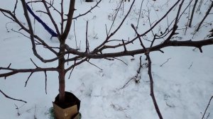 Зимний обзор плодовых на полукарликовых подвоях