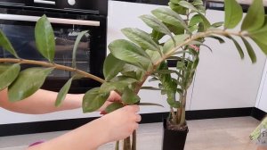 /Результаты укоренения замиокулькоса/1,5 месяца спустя/?